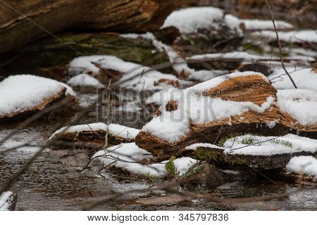 Snow Melting Over Wood Debris