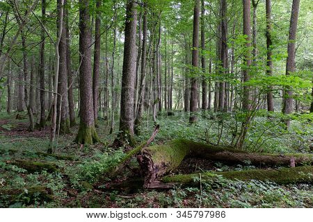 Alder Tree Deciduous Stand