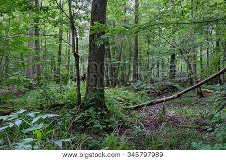 Alder Tree Deciduous Stand