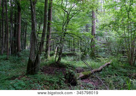 Alder Tree Deciduous Stand