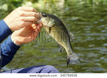 A Fisherman Holding A Largemouth Bass Before Being Released In The Water