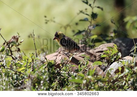 Yellow Breasted Barbet, Trachyphonus Margaritatus, On A Rock In East Africa.
