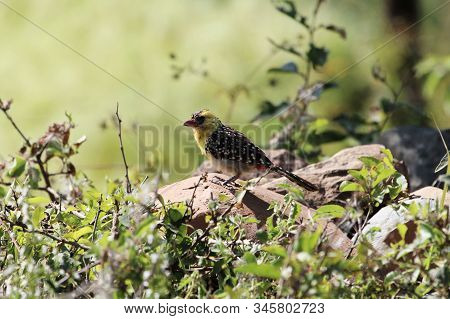 Yellow Breasted Barbet, Trachyphonus Margaritatus, On A Rock In East Africa.