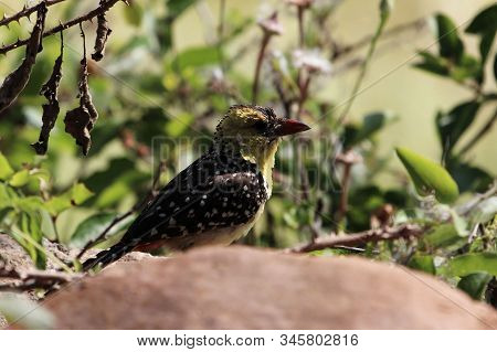 Yellow Breasted Barbet, Trachyphonus Margaritatus, On A Rock In East Africa.