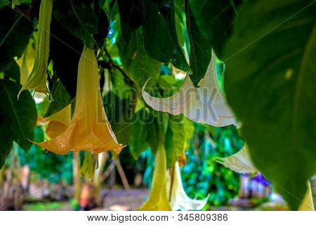 Brugmansia Close-up On The Background Of The Ruins Of Sala Colonia And The Islamic Complex Chellah.