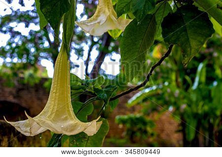 Brugmansia Close-up On The Background Of The Ruins Of Sala Colonia And The Islamic Complex Chellah.
