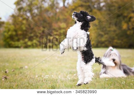 Poodle Puppy Want Food. Black And White Puppy Looks Like Sheep. He Look So Ambitious. He Will Get It