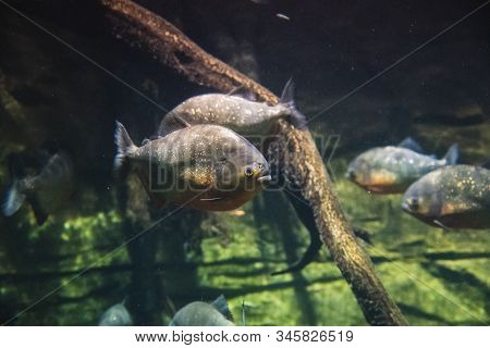 A Picture Of Red-bellied Piranhas Swimming In The Aquarium.   Vancouver Aquarium  Bc Canada
