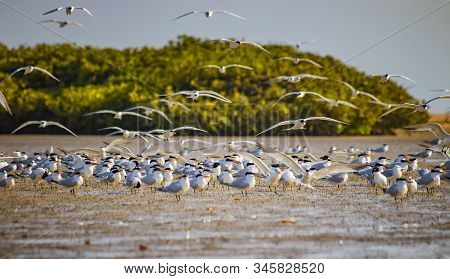 The Group Of Birds, Sandwich Terns In Seabird Park And Reserve Of Senegal, Africa. They Are Going On