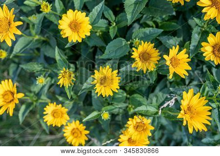 Yellow Bidens Aristosa In Beautiful Spring, Tickseed Sunflower