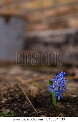 Bluebell Flowers In The Spring Garden Close Up. Background Is Brurred.