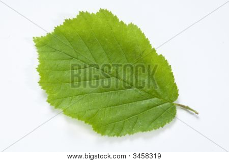 Bøg blad