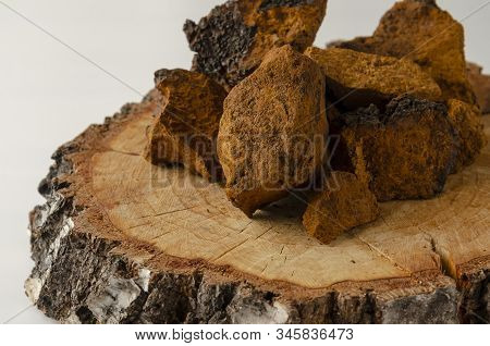 Chaga Mushroom Inonotus Obliquus On White Background