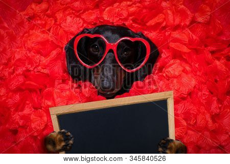 Valentines Wedding Dog In Love