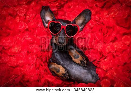 Valentines Wedding Dog In Love