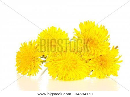 Löwenzahn Blumen isoliert auf weiss