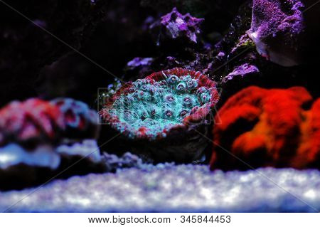 Living Lava Chalice Lps Coral - Pectiniidae Sp.