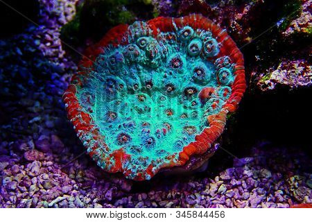 Living Lava Chalice Lps Coral - Pectiniidae Sp.