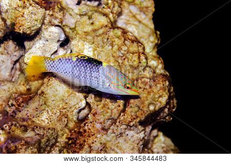 Marble Hortulanus Salt Water Wrasse - (halichoeres Hortulanus)