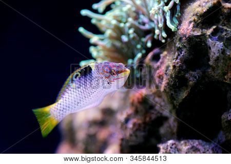 Marble Hortulanus Salt Water Wrasse - (halichoeres Hortulanus)
