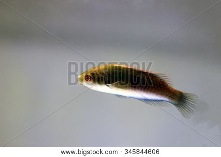 Blue Head Fairy Wrasse Fish - (cirrhilabrus Cyanopleura)