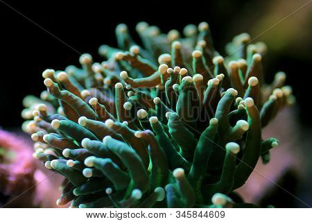 Green Euphyllia Grablescens Torch Aussie Lps Coral