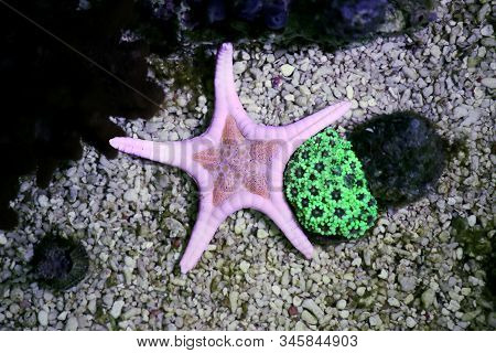 Albino Icon Double Sea Star (iconaster Longimanus)
