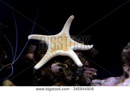 Albino Icon Double Sea Star (iconaster Longimanus)