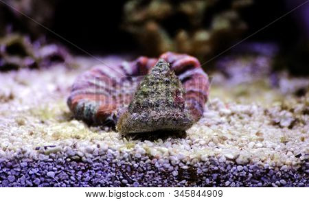 Turban Salt Water Snail - ( Tectus Fenestratus )