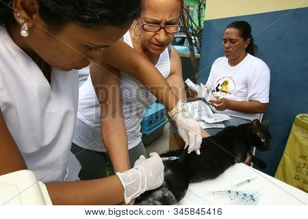 Itabuna, Bahia / Brazil - November 19, 2011: Rabies Vaccination Campaign For Dogs And Cats In The Ci