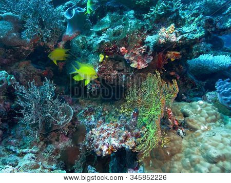 Two Golden Damselfish At Rainbow Reef In Fiji