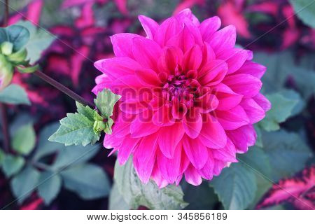 Dahlia Flower Pink Dahlia Flower. Light Pink Flower. Dahlias In Several Colors With Bees, Which Are 
