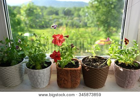 Pots With Flowers Of Petunia And Pansy On Window Sill Against Summer Landscape. Vintage Botanical Ba