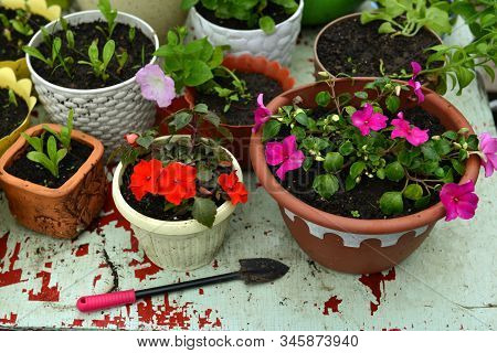 Balsamine Flower Sprouts In Pot And Shovel On Working Table. Vintage Botanical Background With Plant
