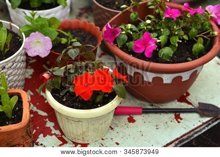 Flower Pots With Red And Lilac Balsamine, Shovel On Table In The Garden. Vintage Botanical Backgroun