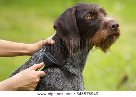Female Hands With Furminator Caring For A Dog On A Green Background, Closeup