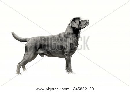 Black And White Photo Adult Dog Of Breed A Labrador Retriever In The Rack