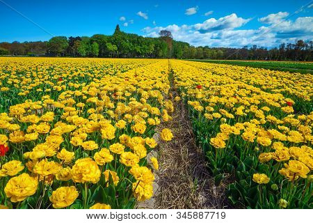 Amazing Spring Landscape With Dutch Flower Gardens And Fragrant Yellow Tulip Fields Near Amsterdam, 