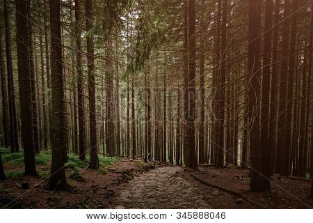 Stone Road In A Coniferous Forest In The Mountains