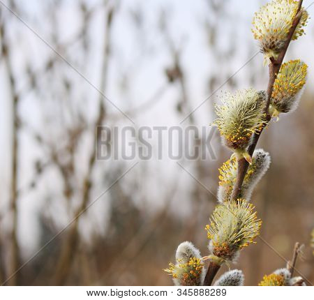 The First Buds Of Willow Verba On The Coast Of The Gulf Of Riga