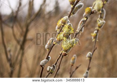 The First Buds Of Willow Verba On The Coast Of The Gulf Of Riga