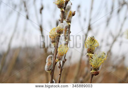The First Buds Of Willow Verba On The Coast Of The Gulf Of Riga
