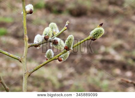 The First Buds Of Willow Verba On The Coast Of The Gulf Of Riga