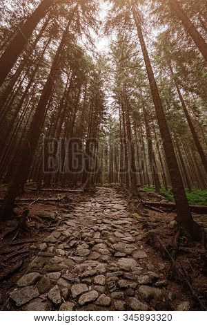 Stone Road In A Coniferous Forest In The Mountains
