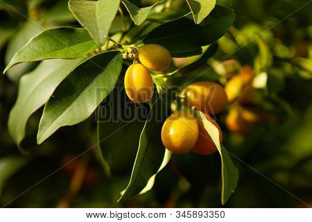 The Kumquat Fruits On A Branch With Green Leaves. A Citrus Tree. The Harvest Is Ripe Orange Kumquats