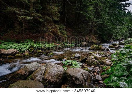 Mountain Stream In High Tatras National Park, Poland