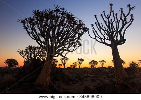 Silhouette Of A Quiver Trees , Aloe Dichotoma, At Orange Sunset With Carved Branches On Against The 