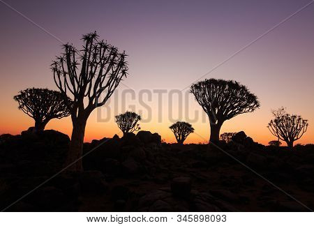 Silhouette Of A Quiver Trees , Aloe Dichotoma, At Orange Sunset With Carved Branches On Against The 