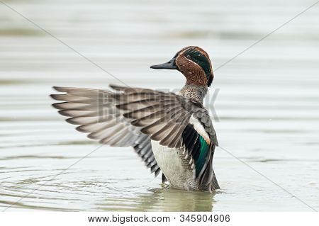 A Eurasian Teal (anas Crecca) Flapping Its Wings In Th Water On A Sunny Calm Day In Autumn