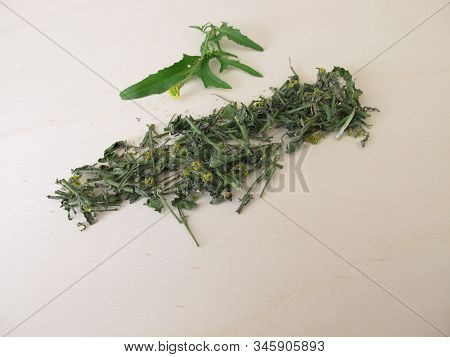 Fresh And Dried Hedge Mustard On Wooden Board